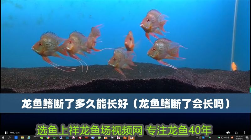 龍魚鰭斷了多久能長好（龍魚鰭斷了會長嗎）
