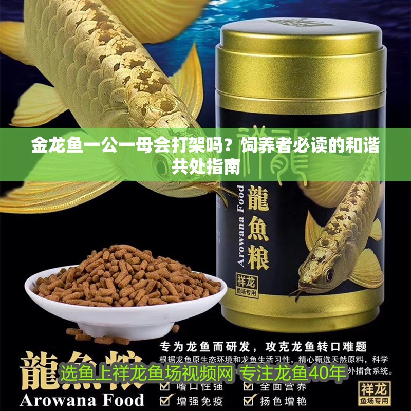 金龍魚(yú)一公一母會(huì)打架嗎？飼養(yǎng)者必讀的和諧共處指南