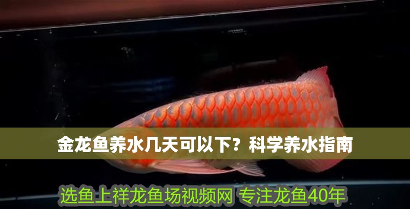 金龍魚(yú)養(yǎng)水幾天可以下？科學(xué)養(yǎng)水指南