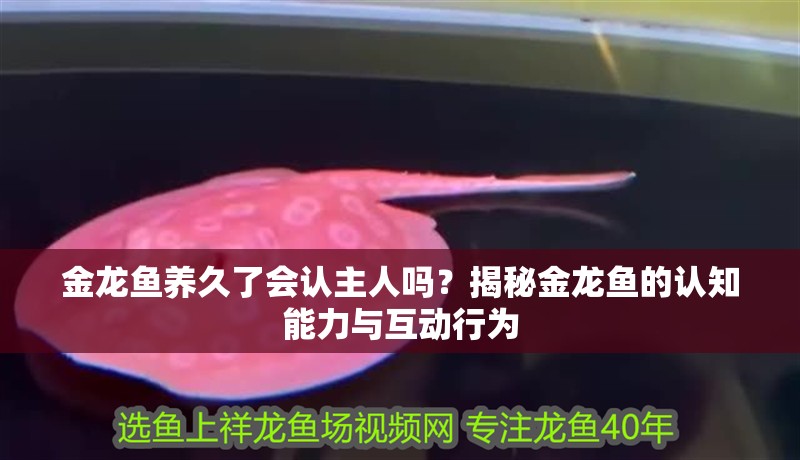 金龍魚養久了會認主人嗎？揭秘金龍魚的認知能力與互動行為