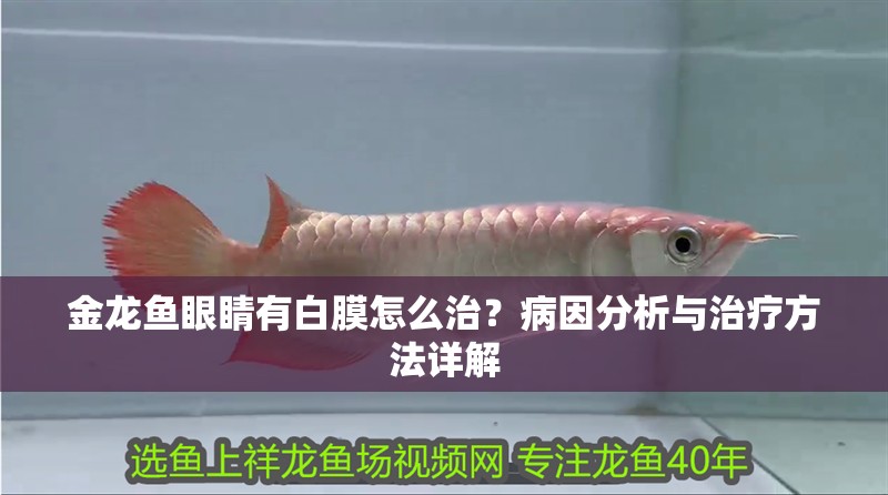金龍魚眼睛有白膜怎么治？病因分析與治療方法詳解