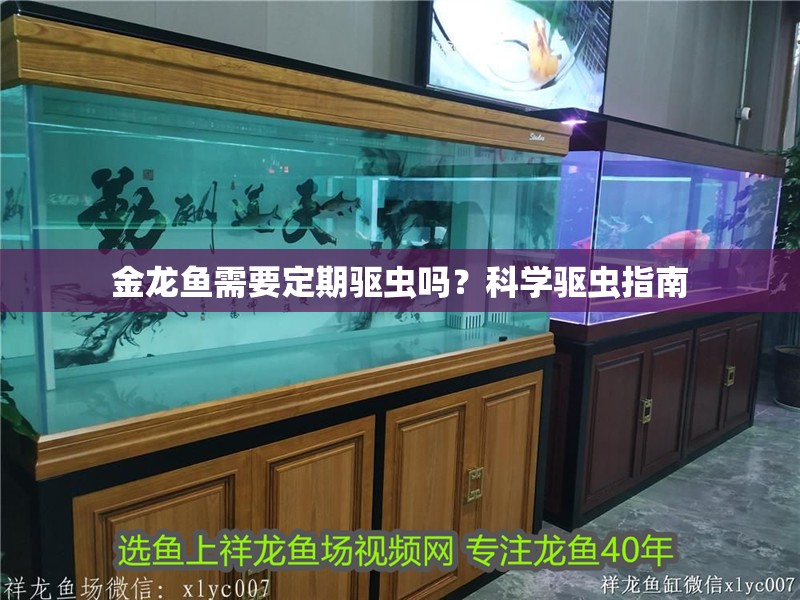 金龍魚需要定期驅蟲嗎？科學驅蟲指南