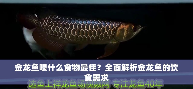金龍魚喂什么食物最佳？全面解析金龍魚的飲食需求
