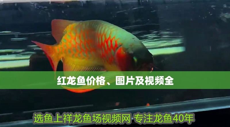 紅龍魚價格、圖片及視頻全