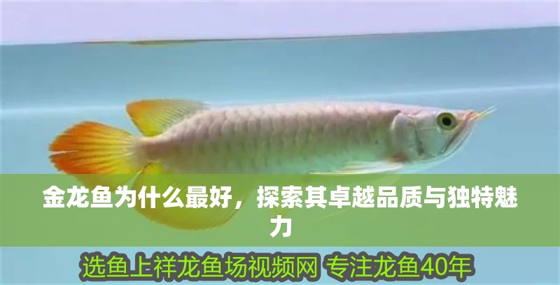 金龍魚為什么最好，探索其卓越品質(zhì)與獨(dú)特魅力