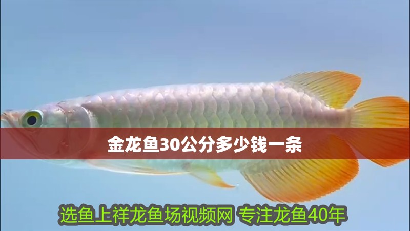 金龍魚30公分多少錢一條