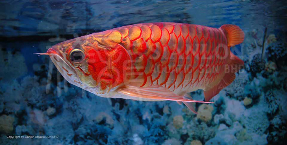 閩江魚缸上水管怎么拆的圖解閩江魚缸上水管怎么拆的圖解，閩江魚缸上水管怎么拆