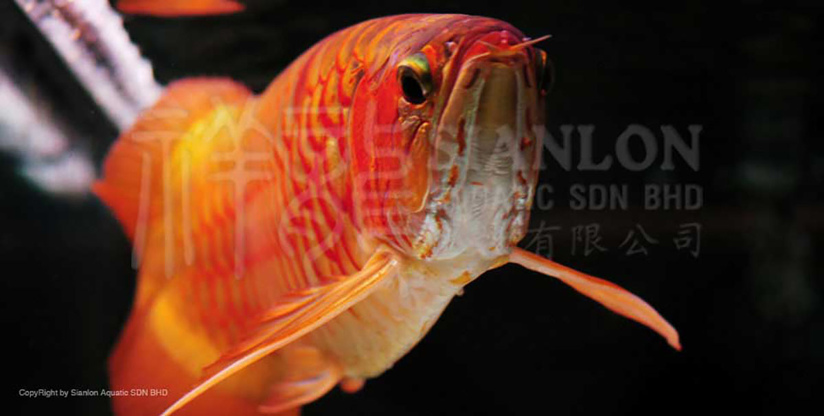 黑底白背景的魚缸設計：在設計黑底白背景的魚缸時在設計黑底白背景的魚缸