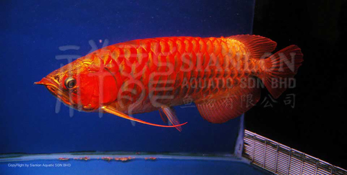 金龍魚的世界500強排名歷史（金龍魚世界500強排名歷史圖表豐益國際排名未來走勢如何）