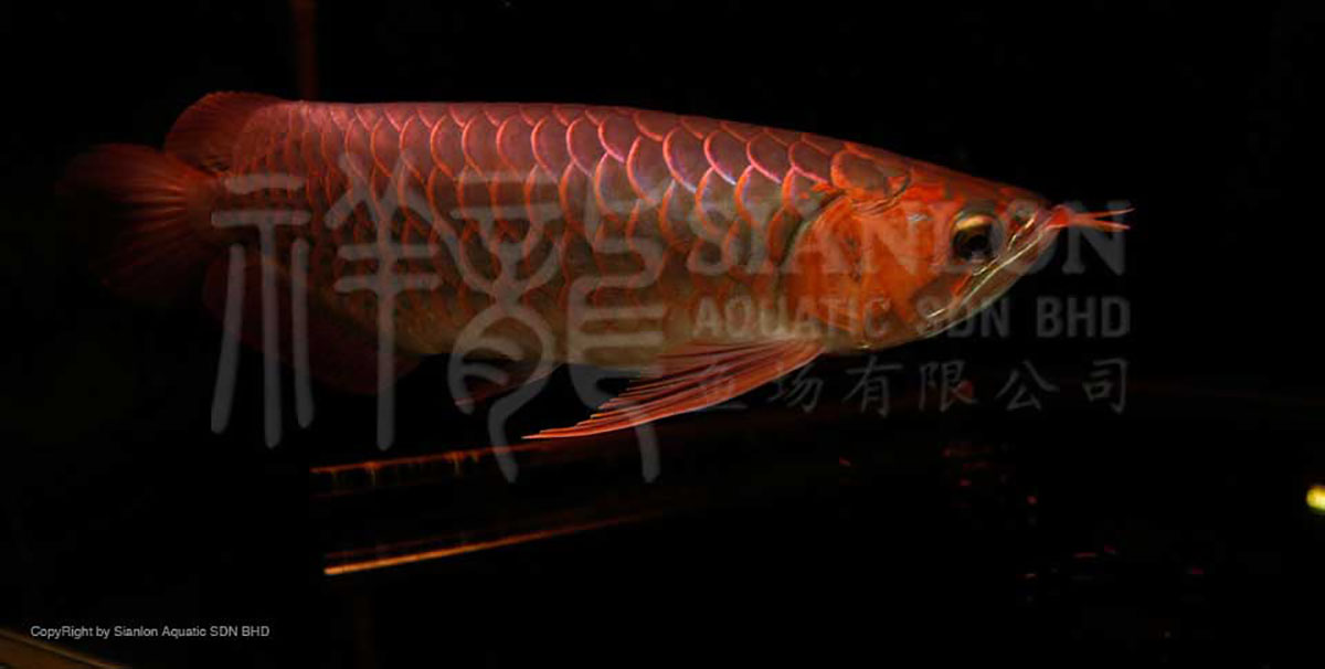 包頭二手魚缸回收58同城信息網，包頭二手魚缸回收寶（包頭二手魚缸回收58同城）