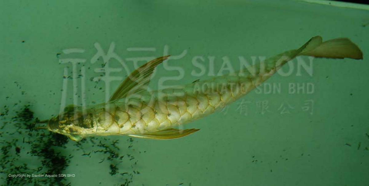 哪種方法對龍魚脹氣最有效？（龍魚脹氣應急處理清單）