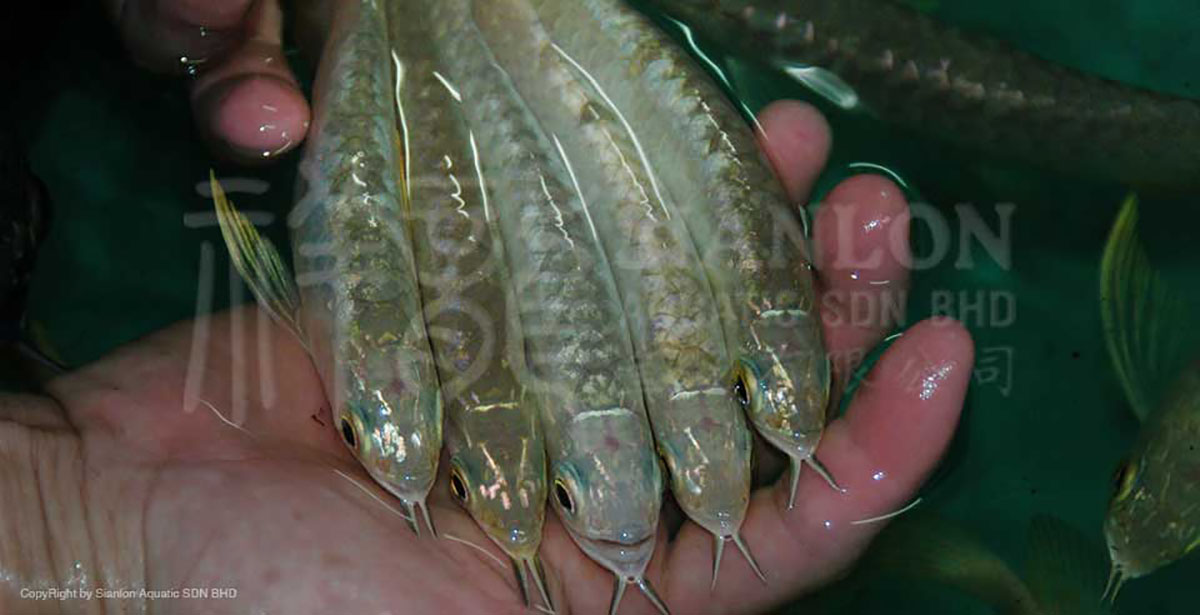 能推薦一些高清的龍魚被吃掉視頻嗎？（關于“龍魚被吃掉”的視頻）