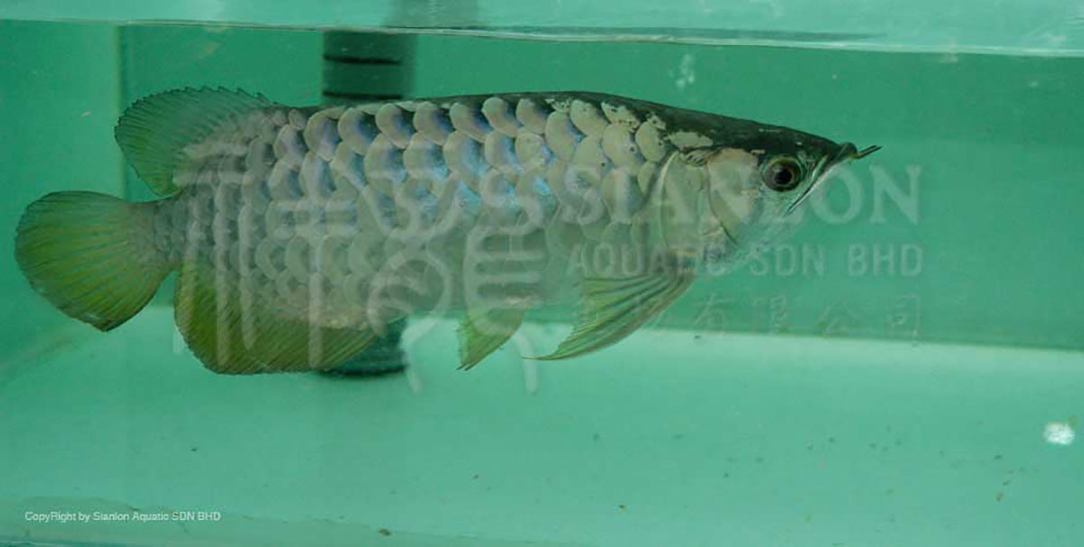 如何判斷龍魚是否需要加鹽治療？（判斷龍魚是否需要加鹽治療）