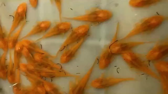 女王大帆魚苗批發：大帆魚苗批發女王大帆魚苗批發