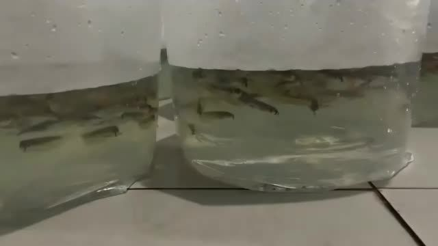 本地自提1萬條銀龍苗養大好賺錢：本地自提1萬條銀龍苗養大好賺錢好賺錢