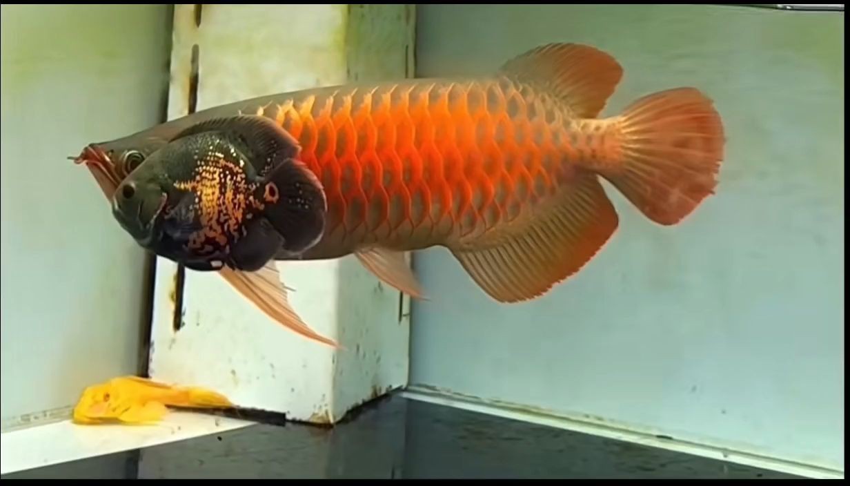 50公分左右精品超血，白缸表現(xiàn)夠干凈夠紅，50公分左右的精品超血白缸表現(xiàn)夠干凈夠紅，50公分精品超血白缸表現(xiàn)，極致干凈與鮮紅，50公分精品超血白缸表現(xiàn)，極致干凈與鮮紅