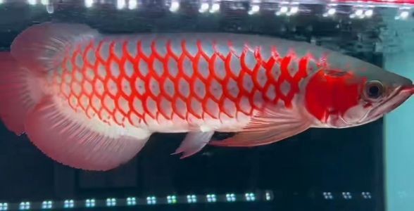 足尺37CM子彈頭—超血紅龍超大飄逸性感蒲扇巨尾，霸氣