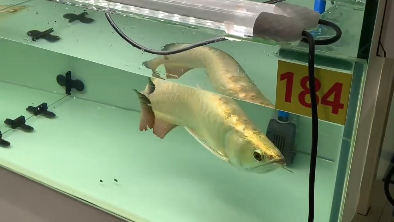 42CM金頭過背金龍魚，42cm金頭過背金龍魚，42CM金頭過背金龍魚，珍稀品種展示與鑒賞，42CM珍稀金頭過背金龍魚鑒賞 42CM金頭過背金龍魚，42cm金頭過背金龍魚，42CM金頭過背金龍魚，珍稀品種展示與鑒賞，42CM珍稀金頭過背金龍魚鑒賞 金頭過背金龍魚