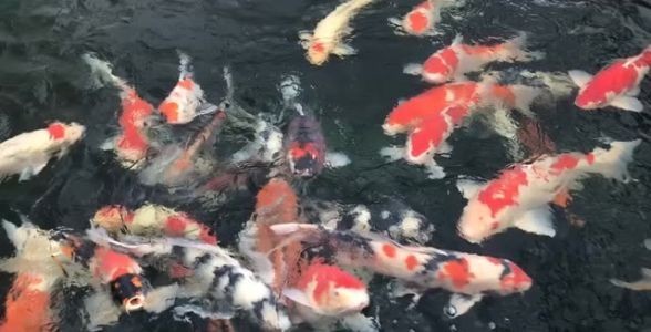 名貴錦鯉魚——珍稀品種，身價不菲，水中貴族展現(xiàn)無與倫比的華美！