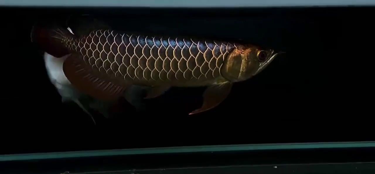 巧克力過背金龍魚：珍稀品種，水族界的奢華之選，探秘其高昂價格背后的魅力 巧克力過背金龍魚：珍稀品種，水族界的奢華之選，探秘其高昂價格背后的魅力 祥龍魚場高端龍魚