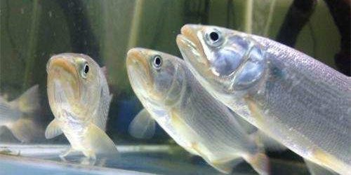 [2025]黃金河虎魚：黃金河虎魚飼養注意事項