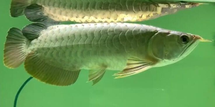 藍珀藍底過背金龍魚7，祥龍魚場品牌龍魚，藍珀藍底過背金龍魚，藍珀金龍魚，祥龍魚場品牌之藍底過背珍品展示