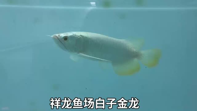 白子金龍魚視頻欣賞，白子金龍魚視頻欣賞目前產(chǎn)量并不多，目前產(chǎn)量并不多，珍稀白子金龍魚觀賞，稀有魚類的視覺盛宴，珍稀白子金龍魚，產(chǎn)量稀少的視覺盛宴，珍稀白子金龍魚，產(chǎn)量稀少的視覺盛宴
