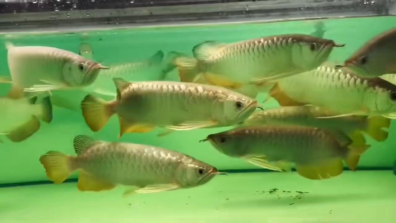 30-33公分大高背金龍魚：金龍魚30-33公分大高背金龍魚的養殖與繁殖