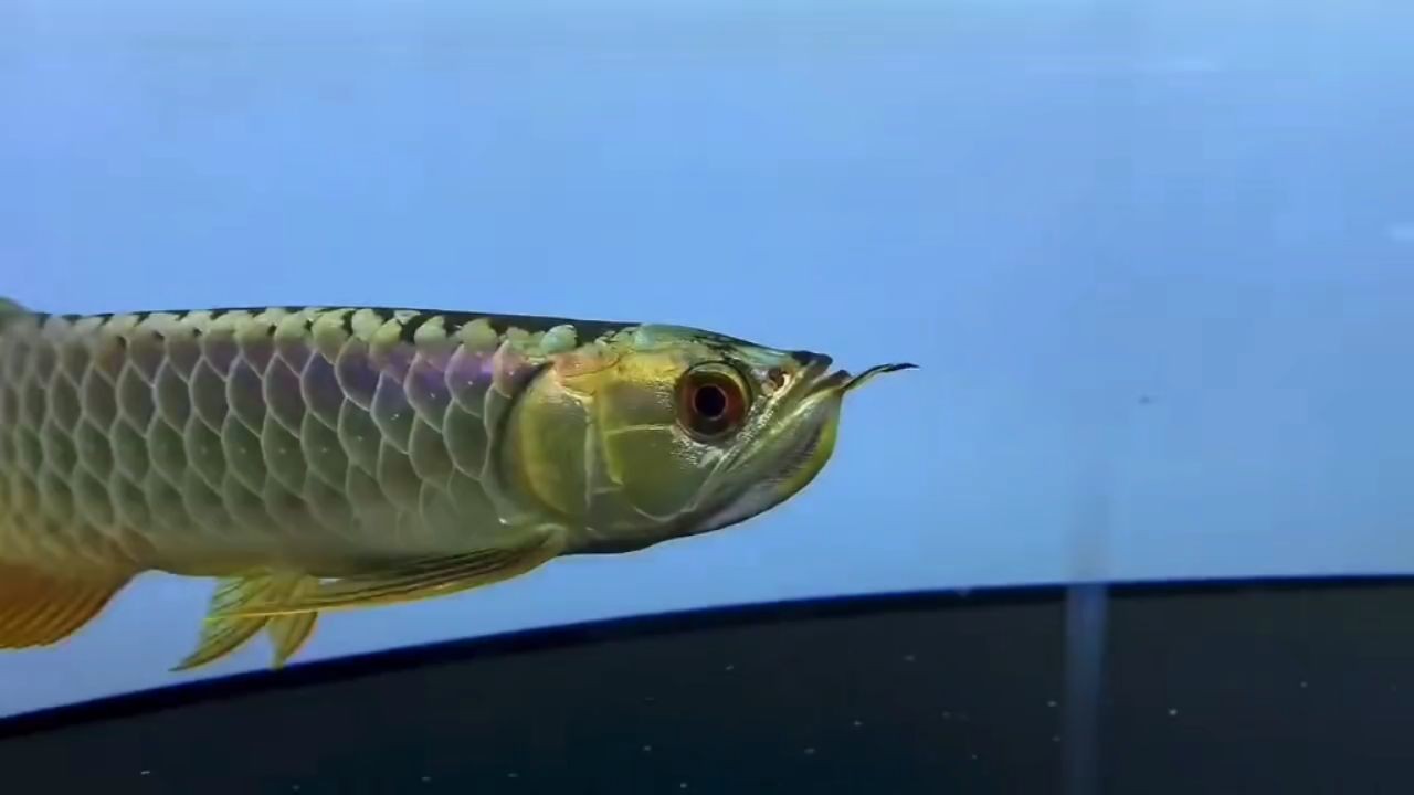 [2025]鼓喉紫羅蘭25公分滿金滿過珠琳飽滿金頭過背金龍魚，\&amp;amp;quot;鼓喉紫羅蘭金頭龍魚內容概覽，鼓喉紫羅蘭25公分滿金滿珠琳金頭過背金龍魚全解析，25公分滿金鼓喉紫羅蘭金頭過背金龍魚全解析，滿珠琳細節鑒賞