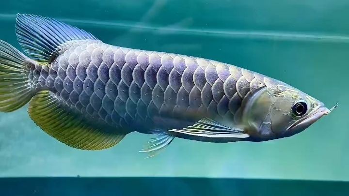 [2025]品質不錯的藍底過背金龍魚：一種高品質的藍底過背金龍魚 [2025]品質不錯的藍底過背金龍魚：一種高品質的藍底過背金龍魚 龍魚論壇