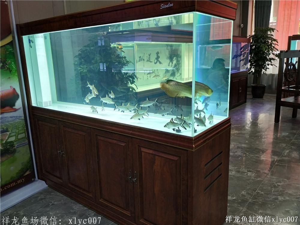 品牌魚缸，首選祥龍魚場——品質卓越，設計新穎，打造您的專屬水族世界！