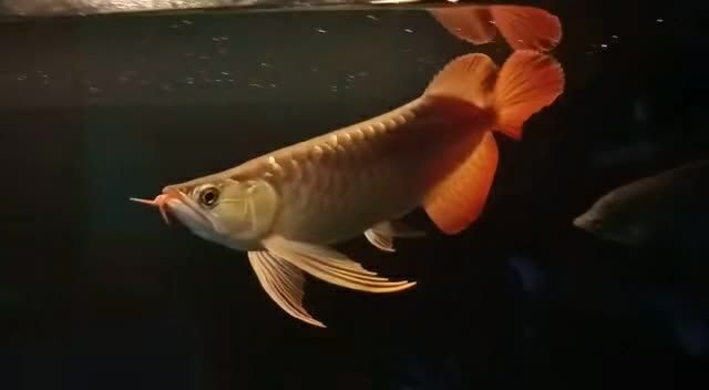 35公分祥龍赫舞紅龍魚，35公分祥龍赫舞紅龍魚新型水族箱裝飾，35公分祥龍赫舞紅龍魚，水族箱新寵裝飾，35公分祥龍赫舞紅龍魚，水族箱新寵裝飾