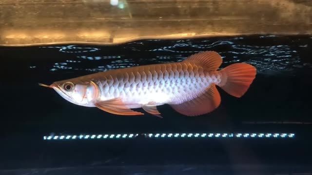 印尼紅龍魚苗：印尼紅龍魚苗對于養殖業具有重要意義的幾個方面介紹