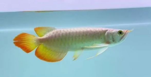 血統(tǒng)純正，品質(zhì)卓越——祥龍魚場(chǎng)紅龍魚精選