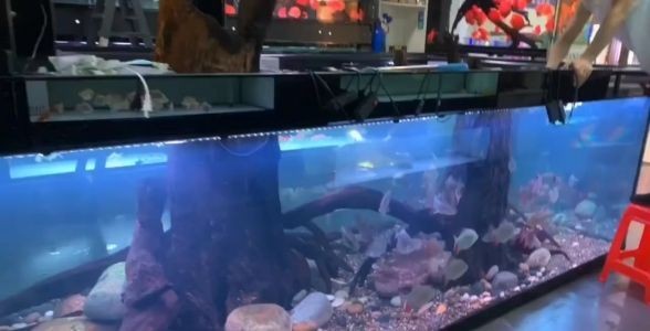 個性化水族箱地缸定制服務:打造專屬水下世界,讓您的家居生活更添色彩