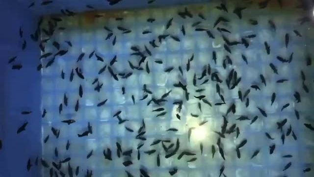 蘇虎魚苗（蘇門答臘虎魚）：蘇虎魚苗的養殖方法