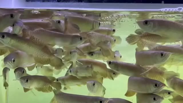 13-14cm小青龍魚苗：13-14cm小青龍魚苗養殖飼料配方