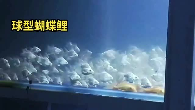 [2025]球型蝴蝶鯉魚苗批發：水產養殖業的重要品種：球型蝴蝶鯉魚苗批發，2025.07.19球型蝴蝶鯉魚苗批發，水產養殖業戰略品種供應