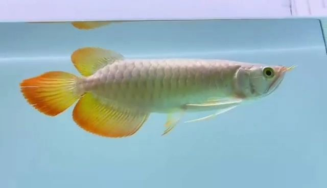 赫舞紅龍魚(高品質品牌紅龍)，赫舞紅龍魚(高品牌紅龍)，赫舞紅龍魚，高品質紅龍魚品牌之選