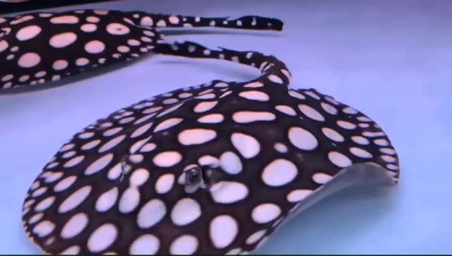 [2025]臺系純血皇冠黑白魟魚：臺系純血皇冠黑白[需手動填充]，20250719臺系純血皇冠黑白魟