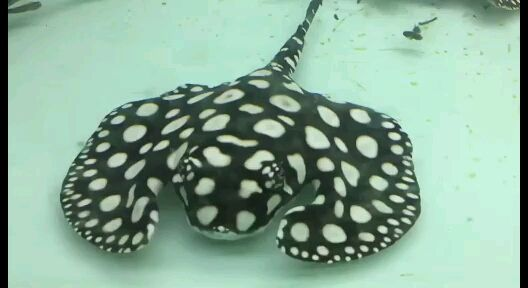 福魟，福[需手動填充]生物學特性、生態習性及在海洋生態系統中的作用，福魟的生物學特性、生態習性及其在海洋生態系統中的重要作用，福魟的生物學特性、生態習性及其在海洋生態系統中的重要作用