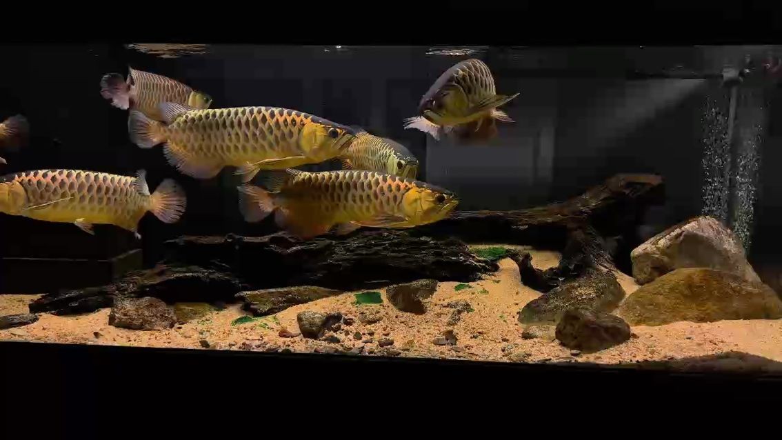 群龍混養，狀態起飛，群龍混養，狀態起飛，高效混養技巧與狀態提升秘籍