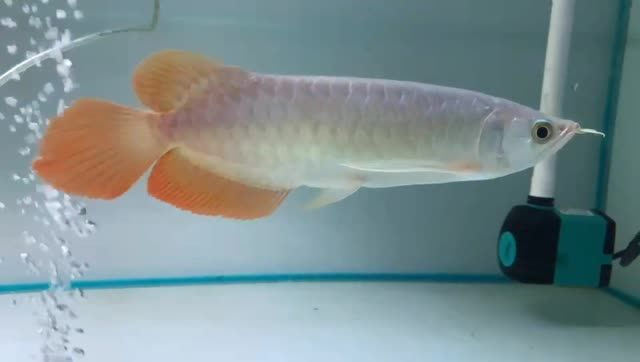 印尼小紅龍批發(fā)，印尼小紅龍批發(fā)業(yè)，印尼小紅龍批發(fā)市場(chǎng)現(xiàn)狀與商機(jī)分析，印尼小紅龍批發(fā)市場(chǎng)現(xiàn)狀與商機(jī)分析