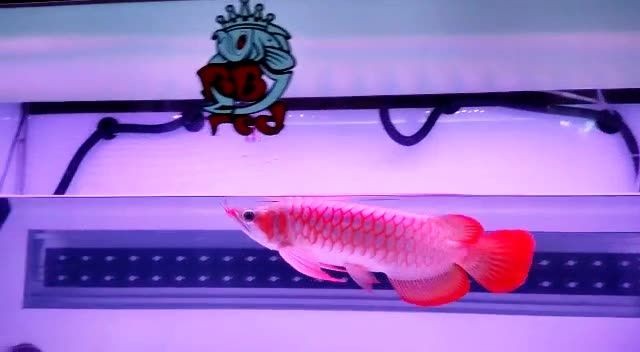 超血紅龍魚20251020：超血紅龍魚2025年10月20日表現