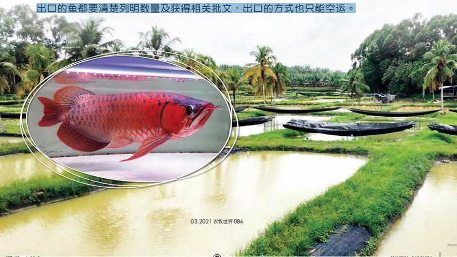 祥龍魚場：從柔佛州走向世界，熱帶觀賞魚養殖的領航者：從柔佛州走向世界，熱帶觀賞魚養殖的領航者
