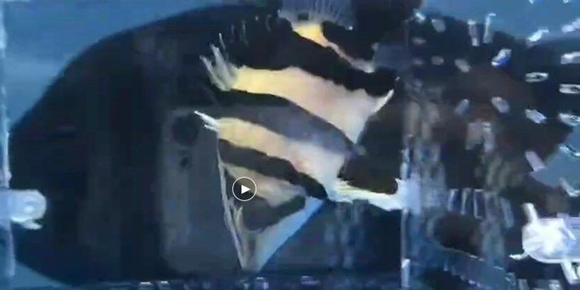 雙黑尾粗三紋虎，雙黑尾粗三紋虎的特征及其生存環境，雙黑尾粗三紋虎的特征與生存環境解析，雙黑尾粗三紋虎的特征與生存環境解析