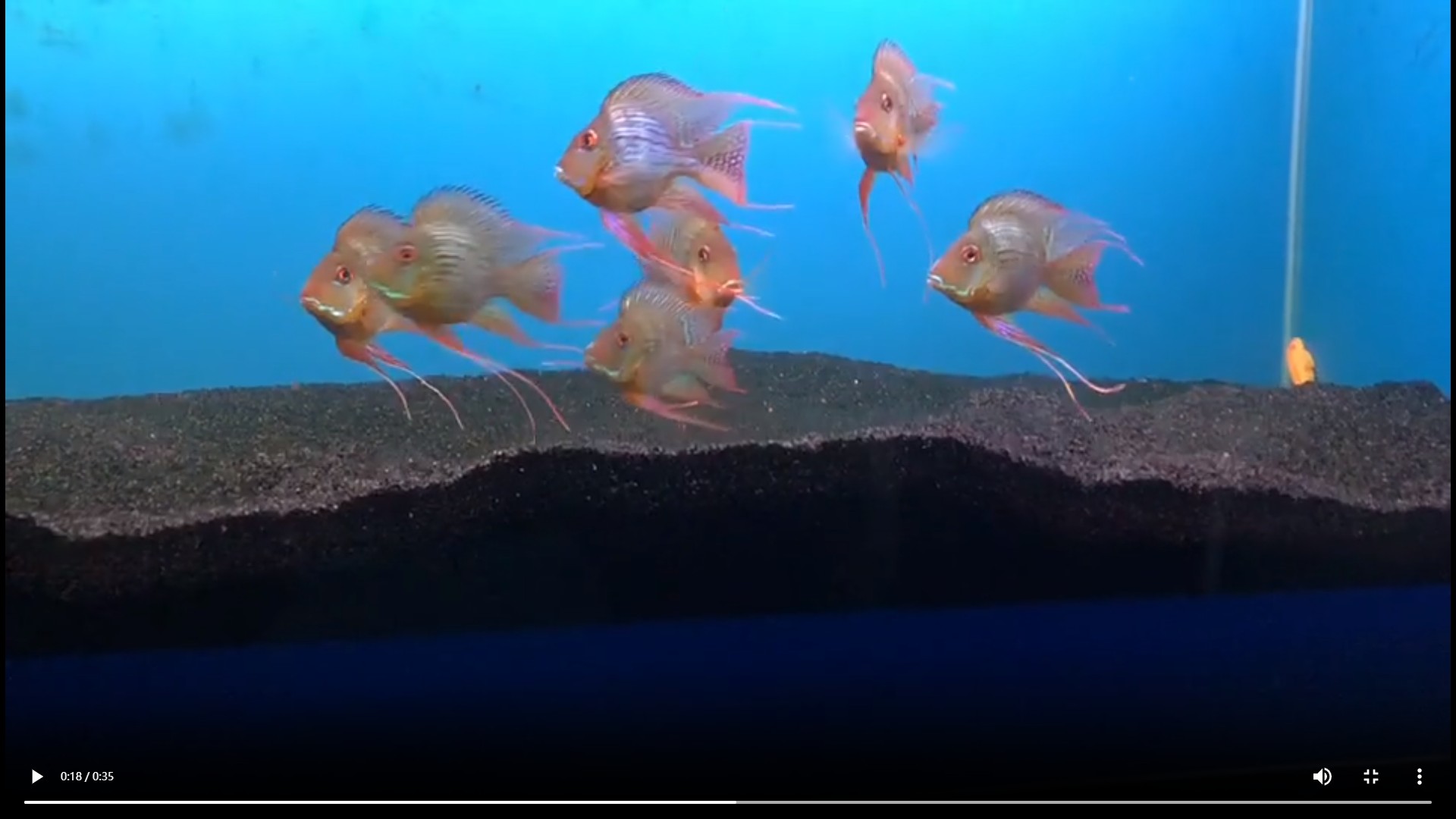 祥龍進口元寶鳳凰魚，祥龍進口元寶鳳凰魚，珍稀水族的奢華展示