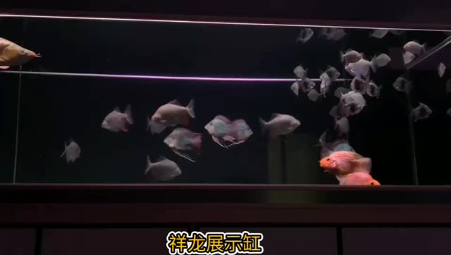 進口元寶鳳凰魚、黑桃A魚、泰國鯽與紅龍魚混養實景展示