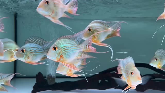 進(jìn)口元寶鳳凰魚，觀賞魚中的璀璨明珠