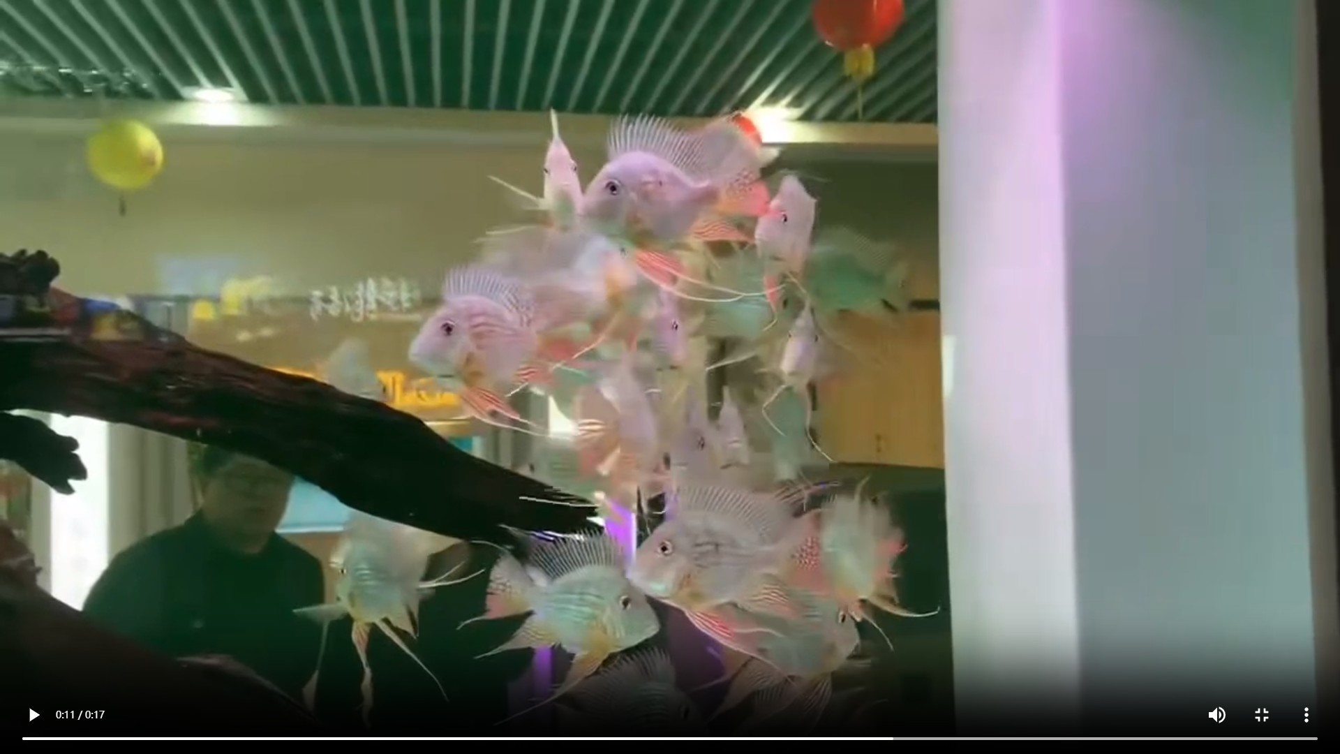 獨家揭秘，進口元寶鳳凰魚的品種特性與高效飼養(yǎng)技巧